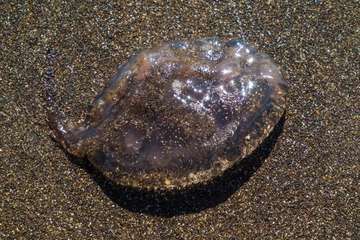 La playa de Melenara se llena de medusas (Foto Antonio Rico)